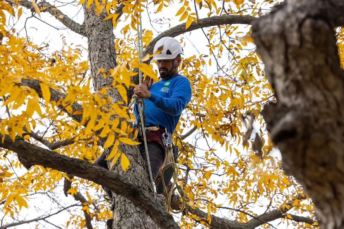 Skilled Dead Tree Removal crew working in Frost